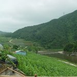 <b>앵두</b>