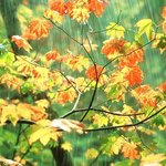 가을<b>단풍</b>