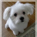 <b>순진</b>이~넘 귀엽죠????