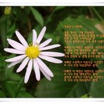 쑥부쟁이