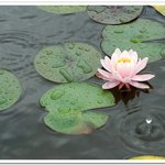 <b>심청</b>화~~