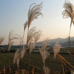 가을의 <b>갈대</b>