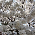 봄의 <b>절정</b>