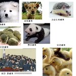 <b>각종</b> 새끼들 모음