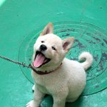 <b>옆집</b> 강아지와 함께 2탄