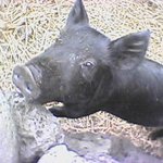 제<b>주동</b> 똥돼지 ㅎㅎ