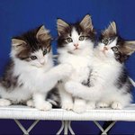 똑 닮은 <b>세쌍둥이</b>둥이♥