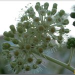 팔손이나무에 핀 <b>파리들</b>의 천국