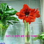 <b>나노</b> 항균크리스탈소일로 키우는 아마릴리스
