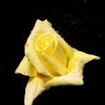 화려한 꽃잎 - <b>yellow</b> (7)