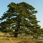 천연기념물 353호 - <b>서천</b> 신송리 곰솔