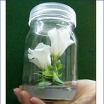 日, <b>밀폐</b>된 유리병서 꽃도라지 개화 성공…화훼산업 앞서