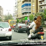 <b>출세</b>한 강아지