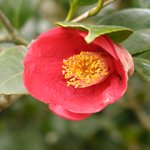 잊혀진 <b>동백</b>11