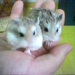 <b>울집</b> 귀염둥이 햄스터★