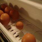 <b>수탉</b>의 알도 있다? 없다?
