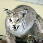 잃어버린 <b>호수</b>, 밝칼호... 바이칼호의 풍경