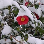 잊혀진 <b>동백</b>71