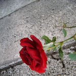 받아 주세요.  누구라도 그대가 되어<b>서리</b> .....