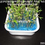 나노 항균크리스탈소일로 키우는 새싹 <b>채소</b>