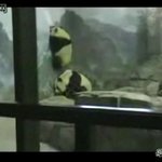 <b>팬더</b>곰의 프리즌 브레이크