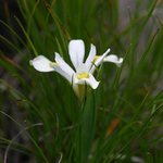 노랑<b>무늬</b>붓꽃