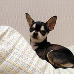 사진빨 대<b>마왕</b> 고추에요~~