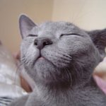 <b>득도</b>한 고양이~