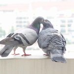 비둘기 부부의 아름다운 사랑 이야기