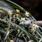 <b>만주</b>바람꽃