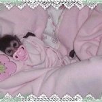 아기 원숭이 쇼핑몰?