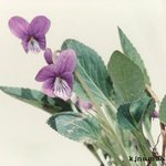 <b>야생</b>-