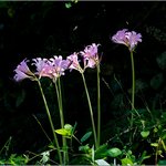 <b>상사화</b>