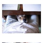 우리 멍멍이의 변태<b>행각</b>;;