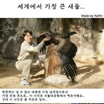세계에서 가장 큰 새들...<b>현존</b>&amp;멸종