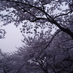 <b>풍성</b>한 벚꽃