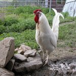 single comb <b>white</b> leghorn male