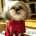 초랑이 <b>새옷</b>과 함께 - 강아지사진