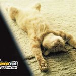 <b>시체</b>놀이'ㅅ'