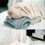 <b>수건</b>인지 강아진지..