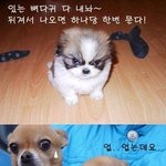 <b>조폭</b> 강아지