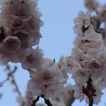 <b>살구꽃</b>이..활짝  ^^