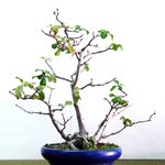 분재 - <b>명자</b>나무