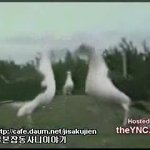 천생<b>연분</b> 커플댄스 동물버젼^^