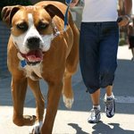 엄청나게 <b>큰개</b>~