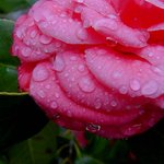 잊혀진 <b>동백</b>73