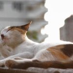 <b>복날</b> 오후 나타난  암코양이
