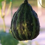 수박 <b>무늬</b> 호박