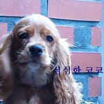 놀아줘 제발...(<b>코코</b>편)