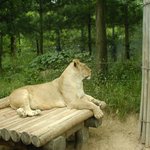 <b>사파리</b>짱!